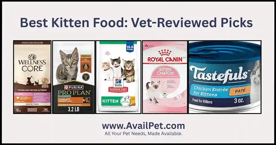 Best Kitten Food