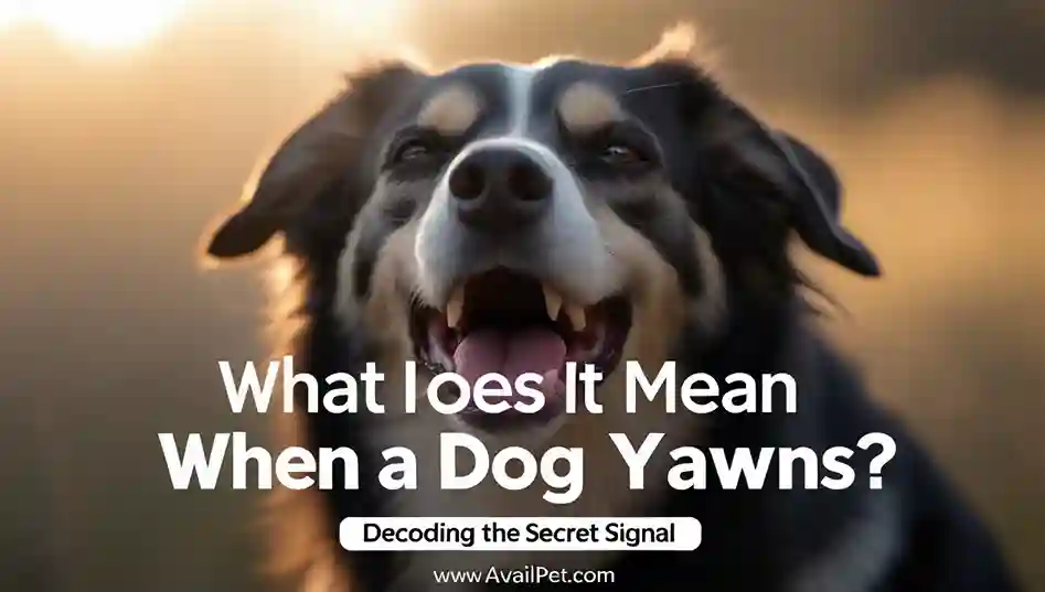 What Does It Mean When a Dog Yawns