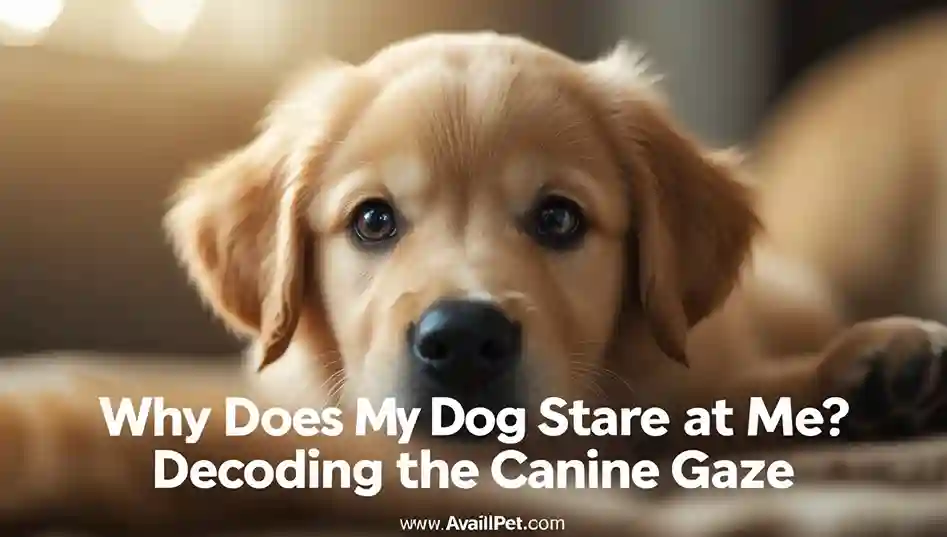 Why Does My Dog Stare at Me