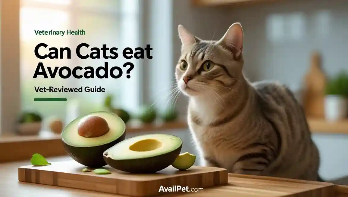 Can Cats Eat Avocado