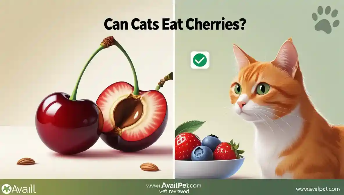 Can Cats Eat Cherries