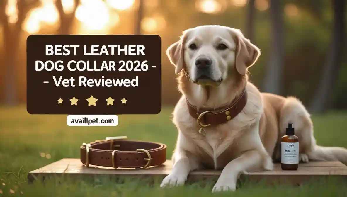 Best leather dog collar
