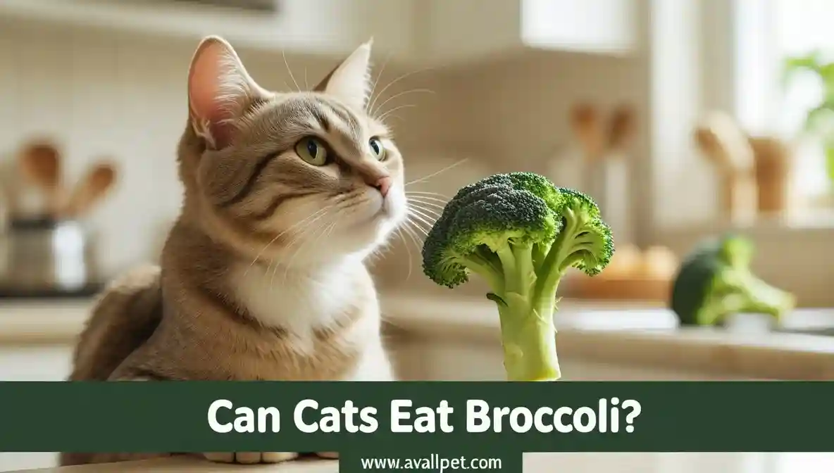 Can Cats Eat Broccoli