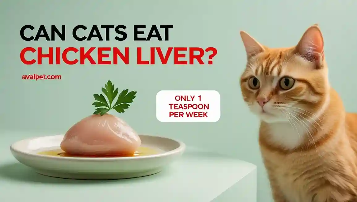 Can Cats Eat Chicken Liver