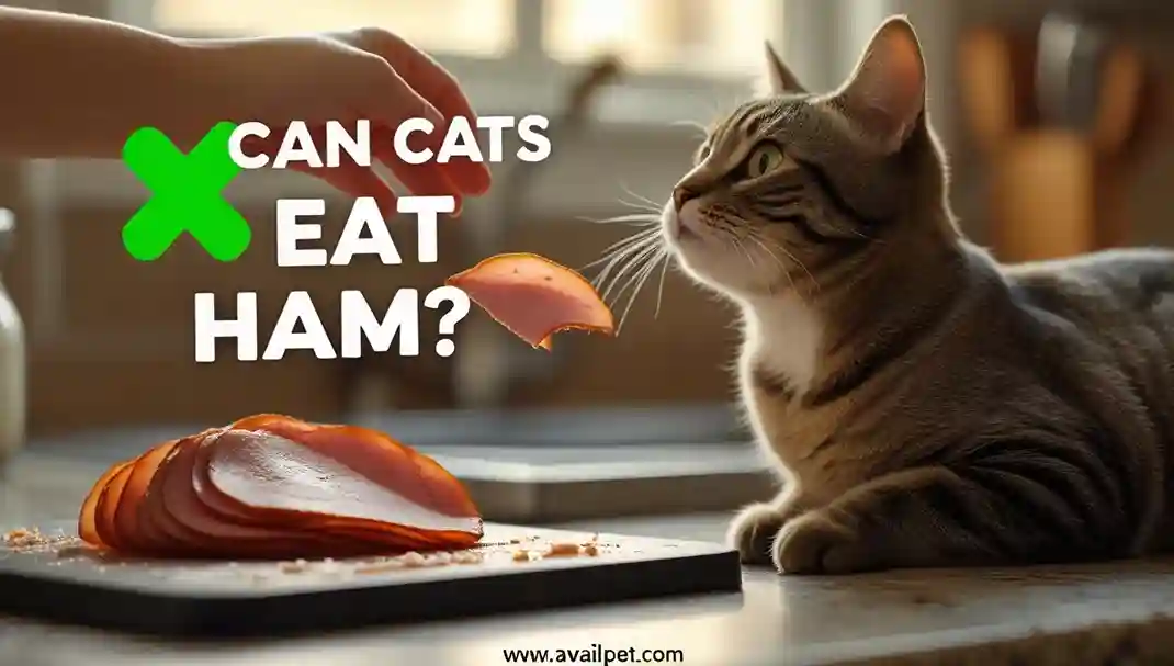 Can Cats Eat Ham