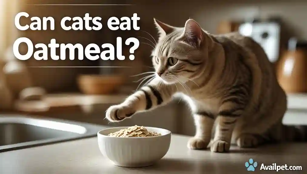 Can Cats Eat Oatmeal