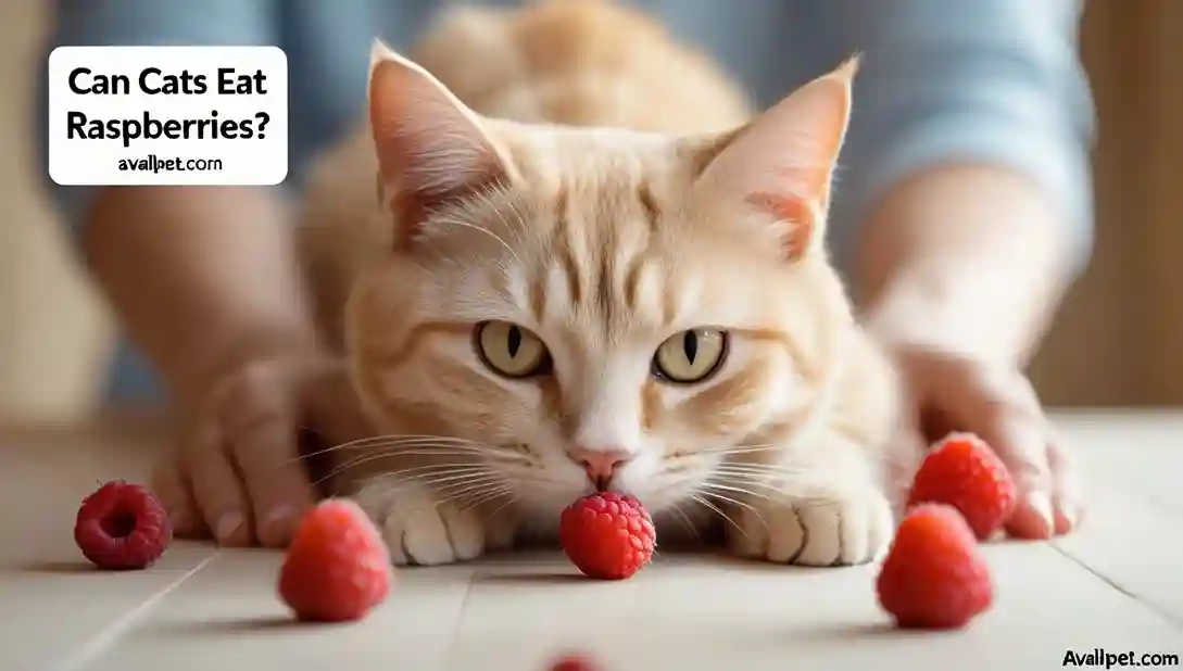 Can Cats Eat Raspberries