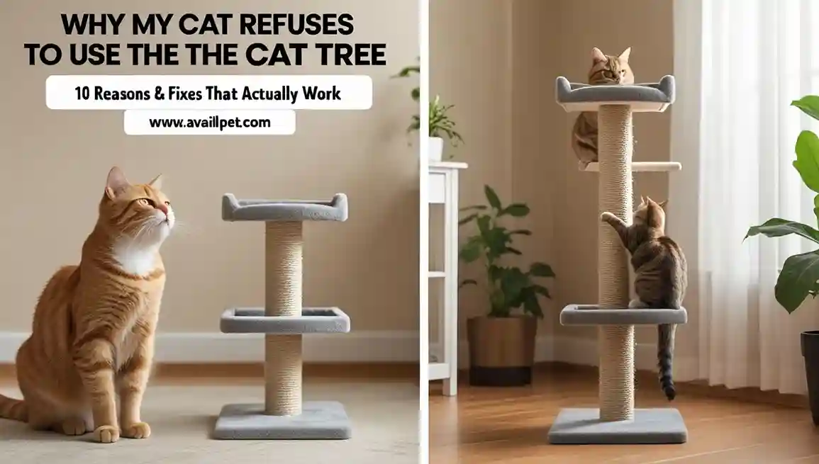 Home 8 Why my cat refuses to use the cat tree
